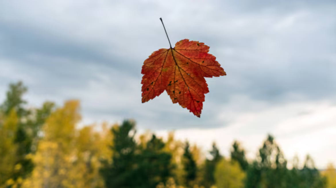 Quando siamo come foglie nel vento della vita, affidiamo fiduciosi a Dio.