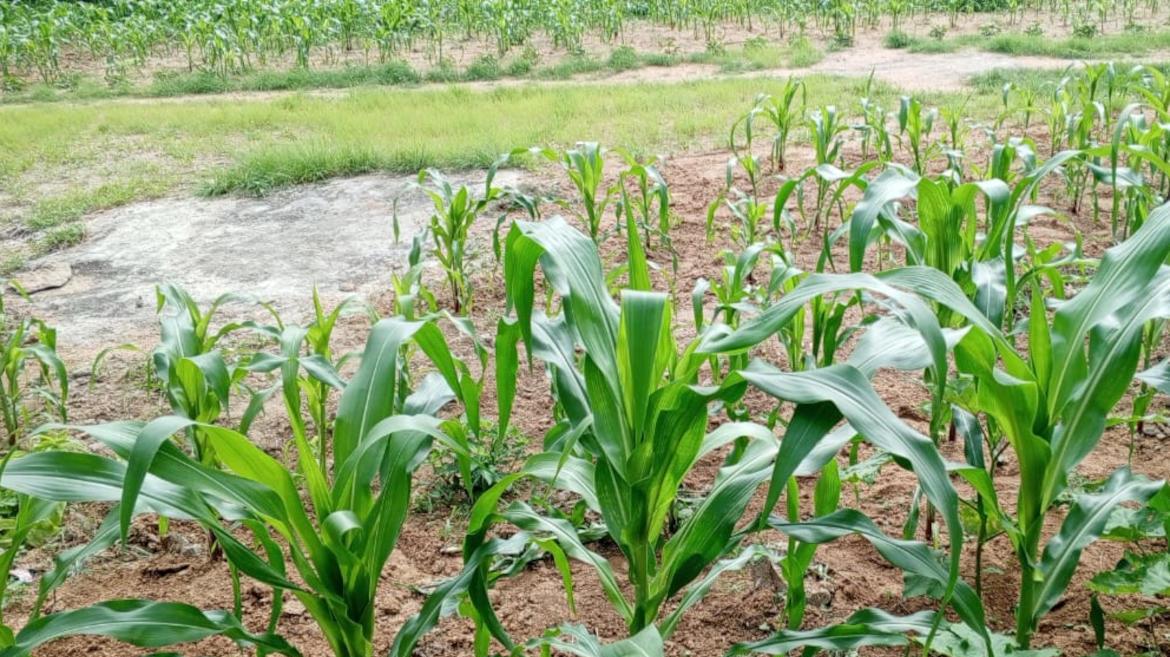 Nel nord del Camerun è un periodo in cui bisogna faticare per sopravvivere, a motivo del tempo di magra. Infatti, non piove come dovrebbe e a conseguenza della siccità dei campi, manca il miglio nei granai.