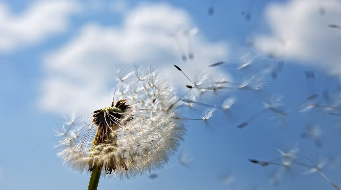 Nell’umiltà e nel silenzio si genera la vita. È il seme portato dal vento che, nascosto in qualche angolo, diventerà fiore e frutto.